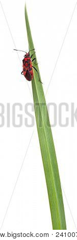 Příjemná vůně rostlin bug, Corizus hyoscyami, na stéblo trávy před bílým pozadím