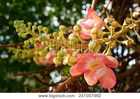 Cannonball Tree, Note  Select Focus With Shallow Depth Of Field