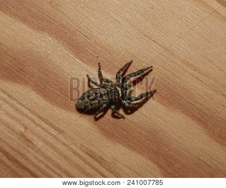 Portrait Of A Jumping Spider (marpissa Muscosa) Full Body Macro.
