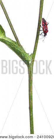 Příjemná vůně rostlin bug, Corizus hyoscyami, na stonku rostlin před bílým pozadím