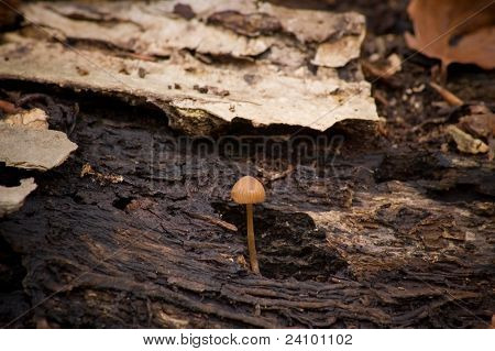 Mycena Crocata