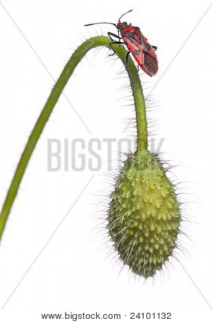 Příjemná vůně rostlin bug, Corizus hyoscyami, na mák před bílým pozadím