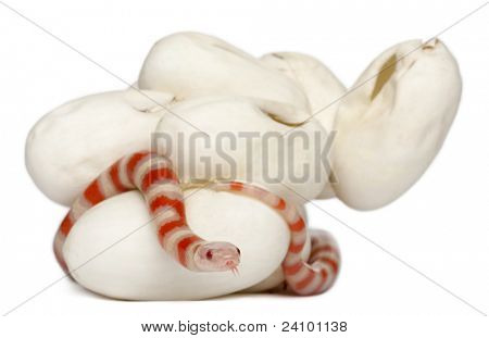 Hypomelanistic milk snake or milksnake, lampropeltis triangulum hondurensis, 18 minutes old, in front of white background