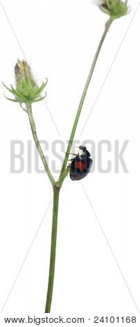 Azjatycki dama beetle, czy japoński biedronka lub biedronka arlekin, Harmonia axyridis, na elektrowni w fro
