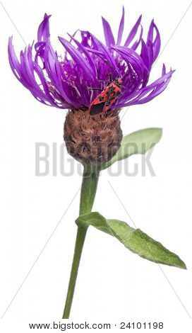 Příjemná vůně rostlin bug, Corizus hyoscyami, na Centaurea před bílým pozadím