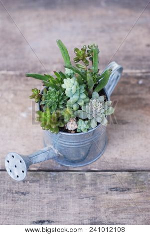 Mix Variety Of Succulent Flowers In Pot Plants In Garden. Rustic Wooden Board.