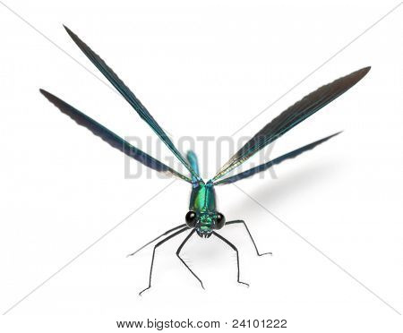 Maschio Banded Demoiselle, Calopteryx splendens, davanti a sfondo bianco
