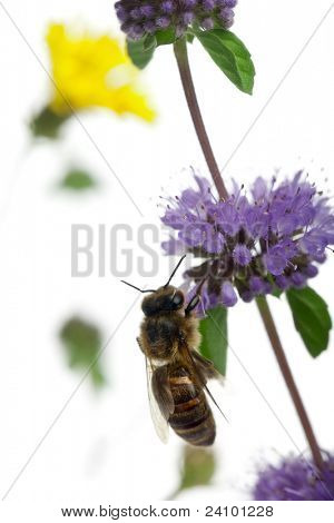 ผึ้งงานหญิง Anthophora plumipes ในโรงงานด้านหน้าพื้นหลังสีขาว