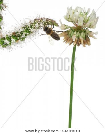 ผึ้งงานหญิง Anthophora plumipes ในโรงงานด้านหน้าพื้นหลังสีขาว