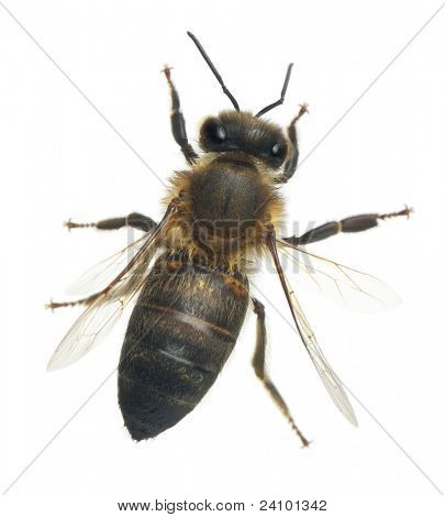 ผึ้งงานหญิง Anthophora plumipes หน้าพื้นหลังสีขาว