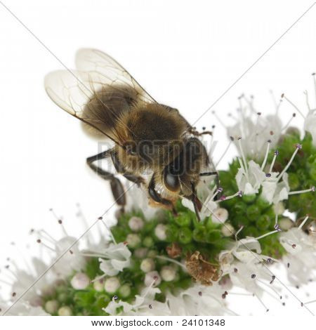 ผึ้งงานหญิง Anthophora plumipes ในโรงงานด้านหน้าพื้นหลังสีขาว