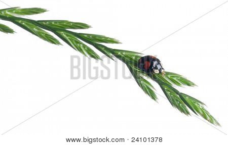 Azjatycki dama beetle, czy japoński biedronka lub biedronka arlekin, Harmonia axyridis, na elektrowni w fro