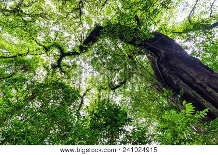 Dynamic wide angle shot of a giant tree in the jungle of Munduk, Bali, Indonesia