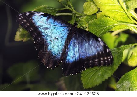 Touched: Blue Butterfly Sitting On Plant, Florida