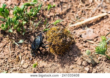 Close Up Single Scarabaeus Sacer Of Sacred Scarab Rolling A Ball Of Dung
