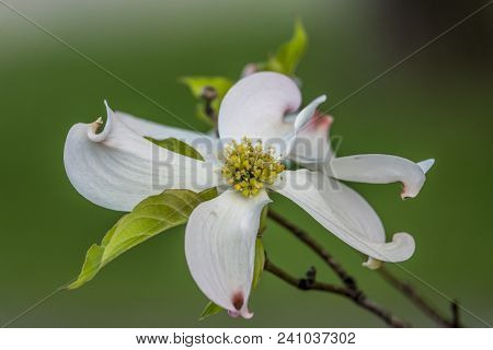 Cornus Is A Genus Of Woody Plants In The Family Cornaceae, Commonly Known As Dogwoods