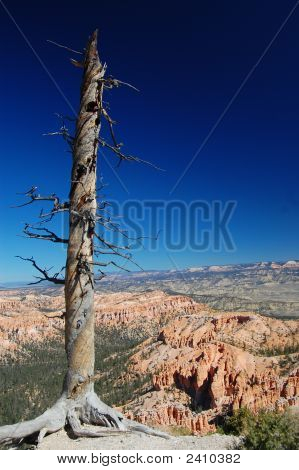 Bryce22