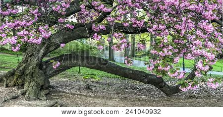 Prunus Serrulata Or Japanese Cherry; Also Called Hill Cherry, Oriental Cherry In Central Park, New Y