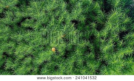 Fluffy Coniferous Tree. Fresh Green Branches. Art Background