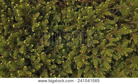 Fluffy Coniferous Tree. Fresh Green Branches. Art Background
