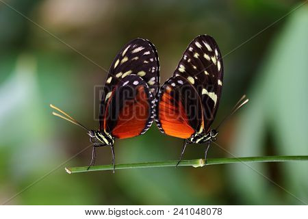 Mating Season. Close-up Of Paar Tropical Butterflies Dido Longwing On The Leaf. Macro Photography Of