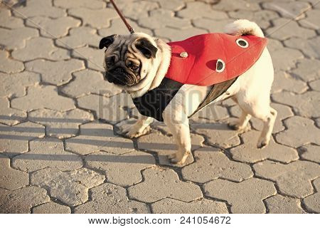 Dog Or Pugdog In Red Coat Walk On Pavement On Sunny Day Outdoor. Pet Fashion Concept. Friend, Compan