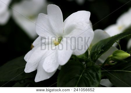 A Beautiful White Petals Of Begonia In Greenhouse In Scotland