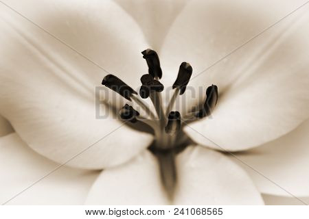 Fresh, Open Flower Of White Lily Bloosom