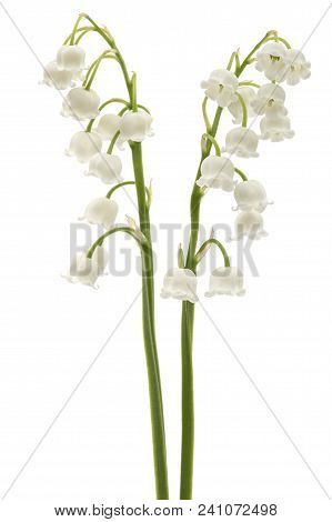 White Flower Of Lily Of The Valley, Lat. Convallaria Majalis, Isolated On White
