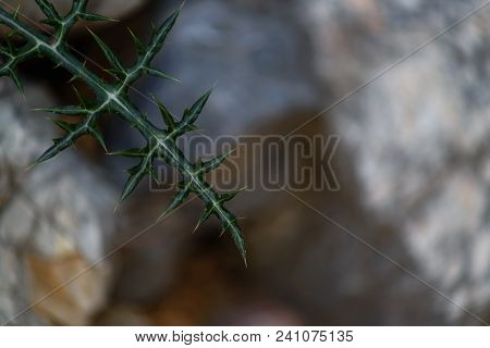 Camel Thorn Close-up, Abstract, Yellow, Natural, Holiday, Wallpaper, Sea