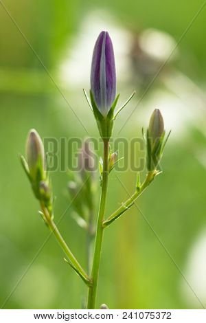 Campanula Is A Large Family Of Dicotyledonous Plants With The Most Commonly Five-part Funnel Or Bell