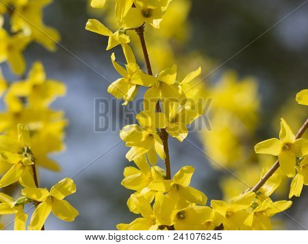 Branches With Yellow Blossoms. Bush Of A Forsithia In Spring.