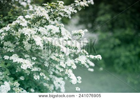 Dewy Flowering Shrub Bridal Wreath Spirea, Floral Background.spirea Bushes Bloom In The Spring In Ma