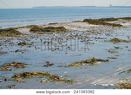 Seaweed And Shells At The Beach Of Scharbeutz, Germany