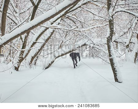 Moscow Winter Snowy Day View On Man Trying To Pass Snow Pile To Bypass Fallen Trees Under Snow. Heav
