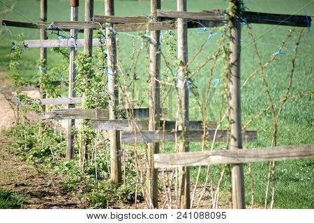 Cruciform Wooden Pillars And Timber Scaffoldings Holding A Raspberry Bush.