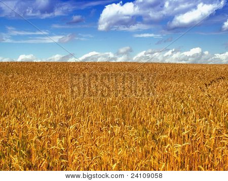 Wheatfield