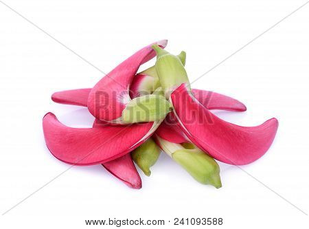 Red Agasta (sesban) Vegetable Isolated O White Background