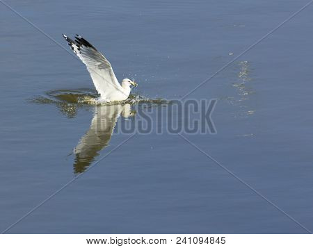 Seagull Catches A Fish In The Susquehanna River Near Conowingo Dam