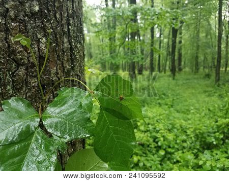 Spide With Long Legs Taking Shelter From The Rain Under A Green Leaf