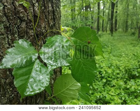 Spide With Long Legs Taking Shelter From The Rain Under A Green Leaf