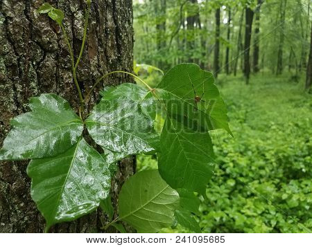 Spide With Long Legs Taking Shelter From The Rain Under A Green Leaf