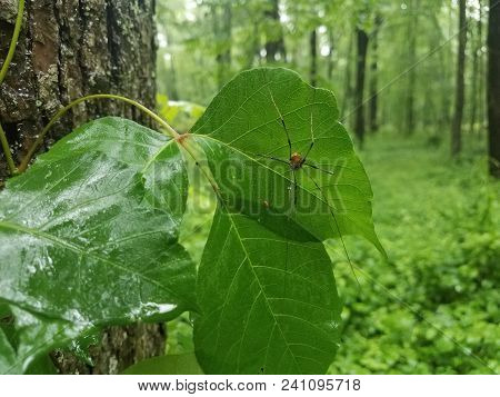 Spide With Long Legs Taking Shelter From The Rain Under A Green Leaf