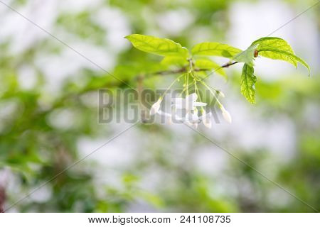 Closeup Image Of Mok Flower With Tree