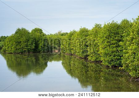 Mangrove Forest In Ca Mau Province, Mekong Delta, South Of Vietnam