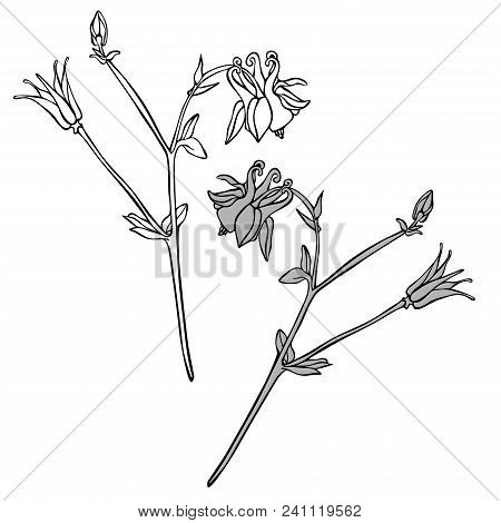 Beautiful Botanical Vector With Flowers Watershed. Black Silhouettes On White Background.