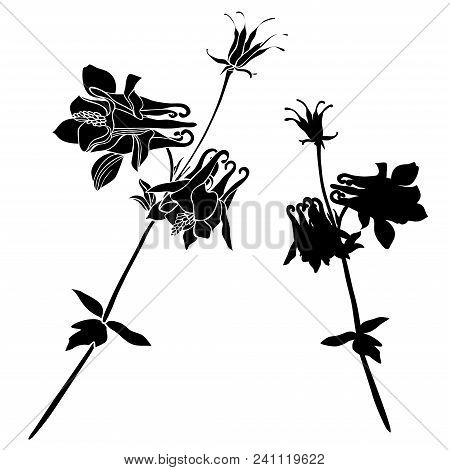 Beautiful Botanical Vector With Flowers Watershed. Black Silhouettes On White Background.
