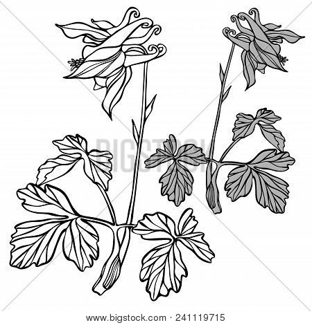 Beautiful Botanical Vector With Flowers Watershed. Black Silhouettes On White Background.