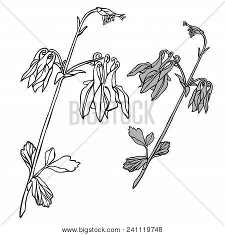 Beautiful Botanical Vector With Flowers Watershed. Black Silhouettes On White Background.