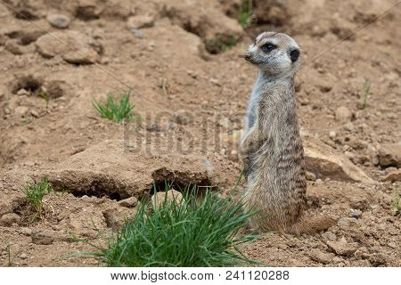 Suricata Standing On A Guard. Curious Meerkat (suricata Suricatta).